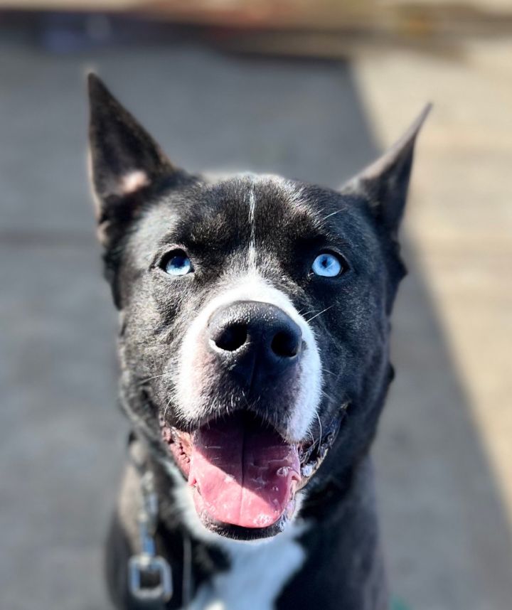 Lupin - Foster or Adopt Me! 3