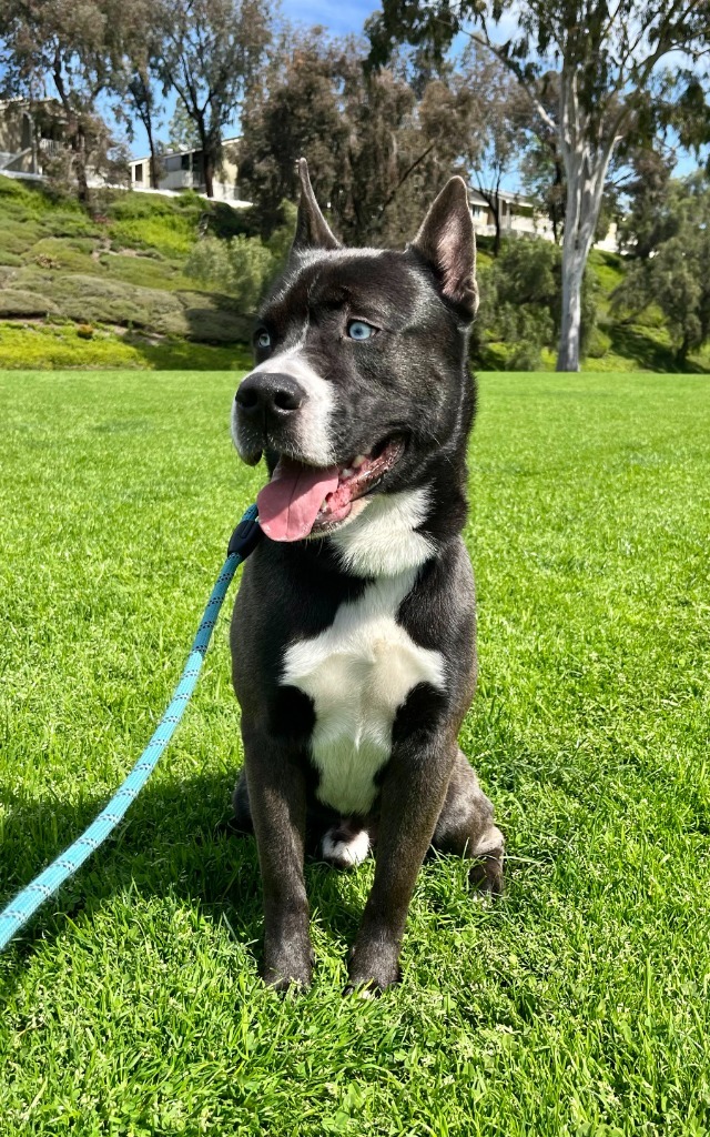 Lupin - Foster or Adopt Me!, an adoptable Border Collie & Husky Mix in Lake Forest, CA_image-6