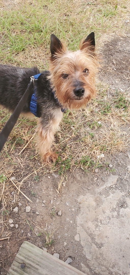 Alistair , an adoptable Yorkshire Terrier in Mobile, AL_image-1