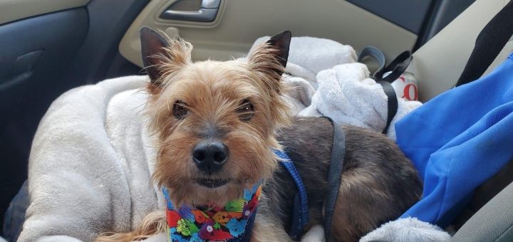 Alistair , an adoptable Yorkshire Terrier in Mobile, AL_image-2