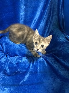 Coconut , an adoptable Bengal in Gainesville, FL, 32614 | Photo Image 3