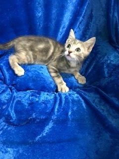 Coconut , an adoptable Bengal in Gainesville, FL, 32614 | Photo Image 4