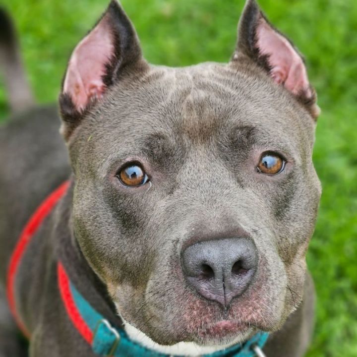 Sace, an adoptable Mixed Breed in Youngstown, OH_image-6