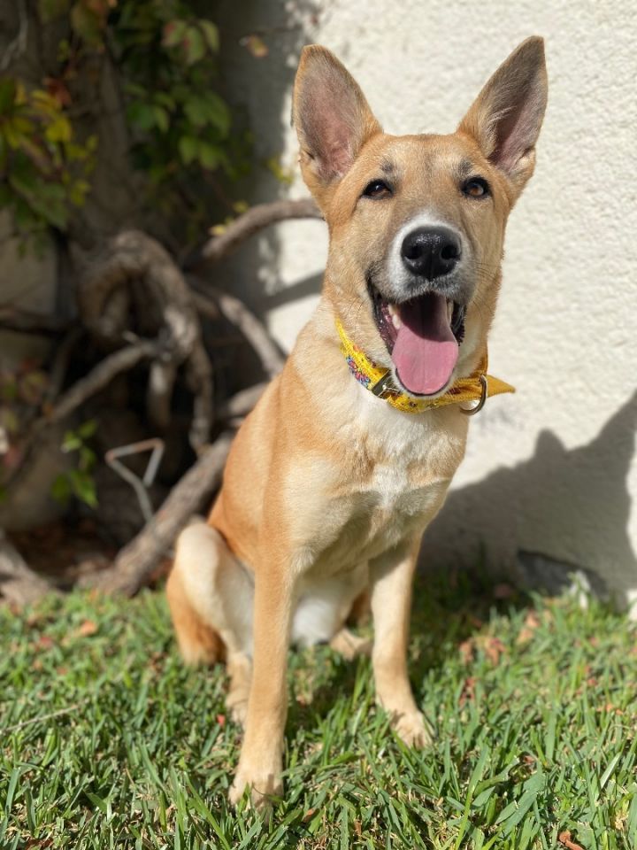 Bombon, an adoptable German Shepherd Dog Mix in Wilmington , DE_image-4