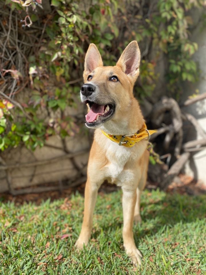 Bombon, an adoptable German Shepherd Dog Mix in Capitol Heights , MD_image-5