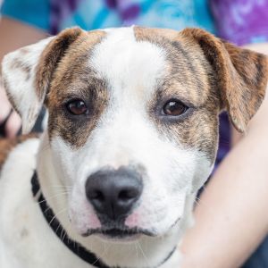 Dogs - Southside Spca