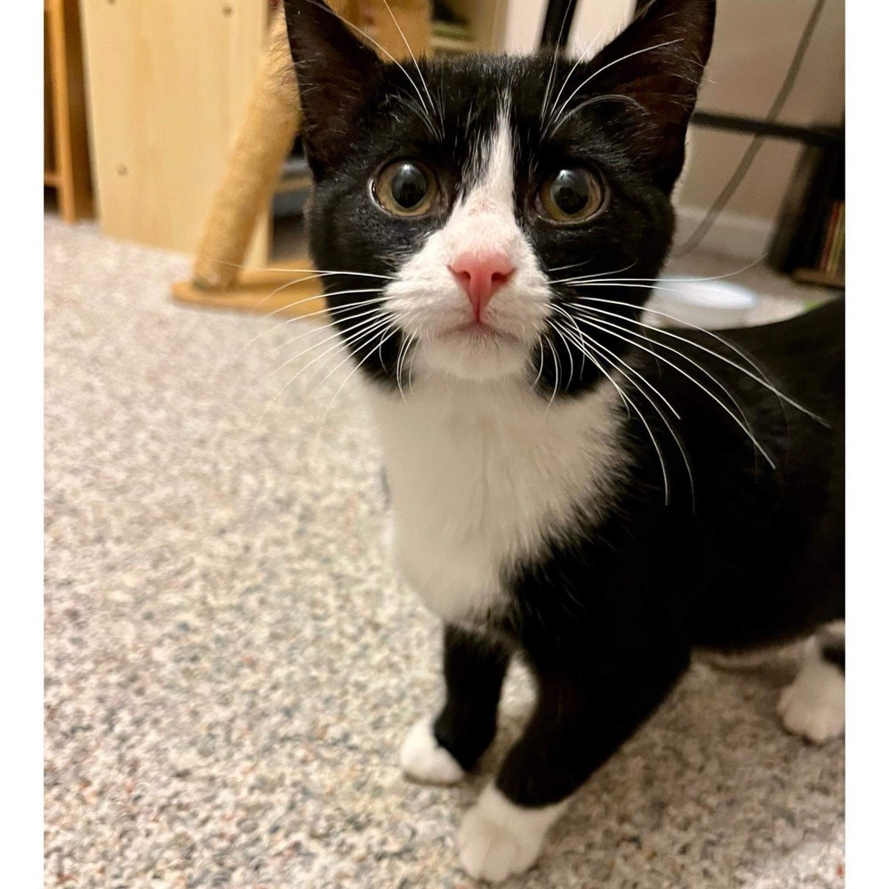 Izzy, an adoptable Domestic Short Hair in Raleigh, NC, 27604 | Photo Image 1