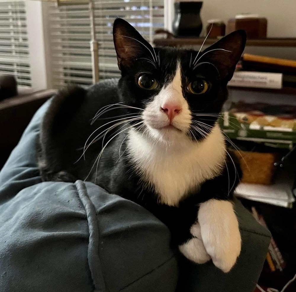 Izzy, an adoptable Domestic Short Hair in Raleigh, NC, 27604 | Photo Image 2