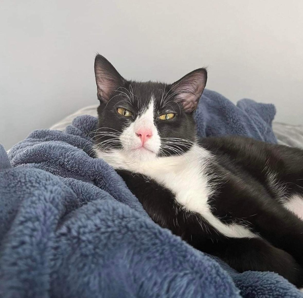 Izzy, an adoptable Domestic Short Hair in Raleigh, NC, 27604 | Photo Image 2