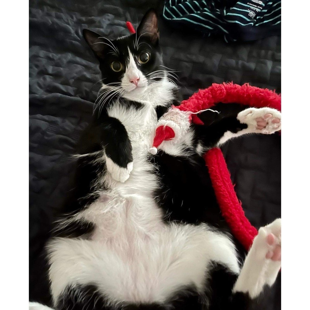 Izzy, an adoptable Domestic Short Hair in Raleigh, NC, 27604 | Photo Image 4