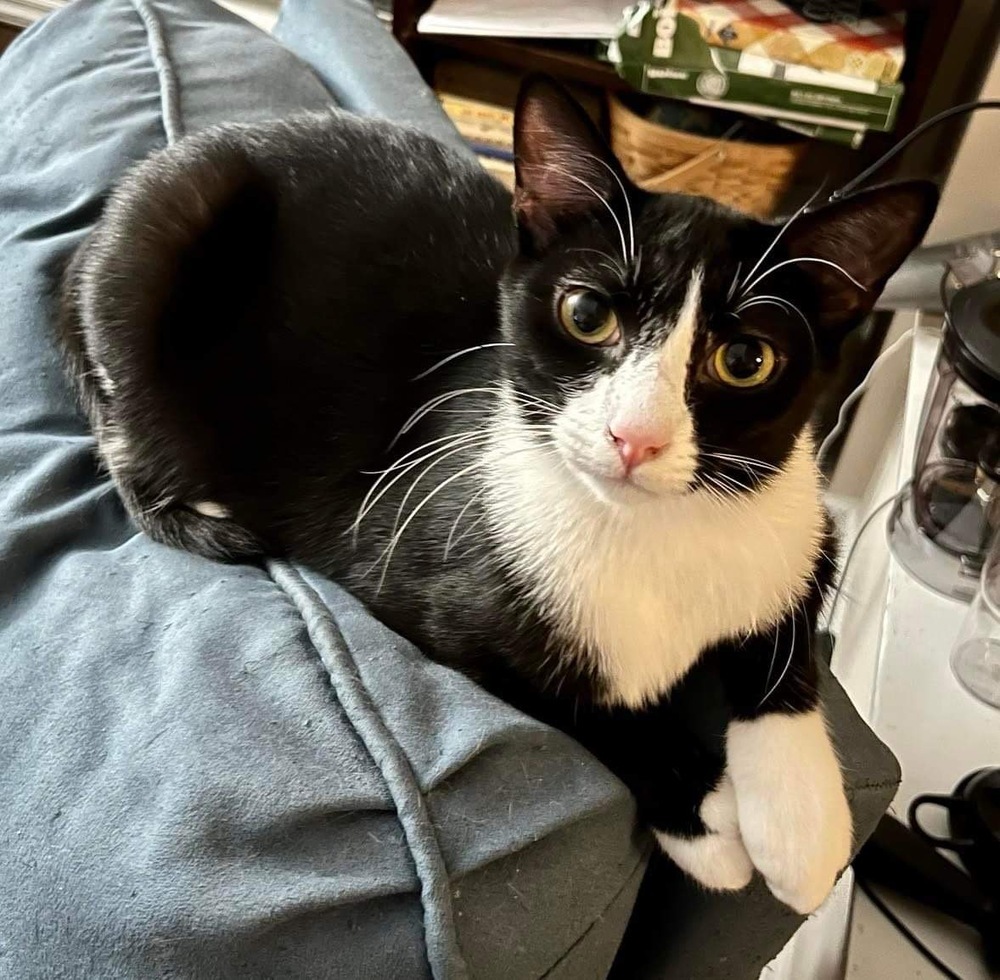 Izzy, an adoptable Domestic Short Hair in Raleigh, NC, 27604 | Photo Image 5