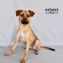 MOLLY's profile on Petfinder.com