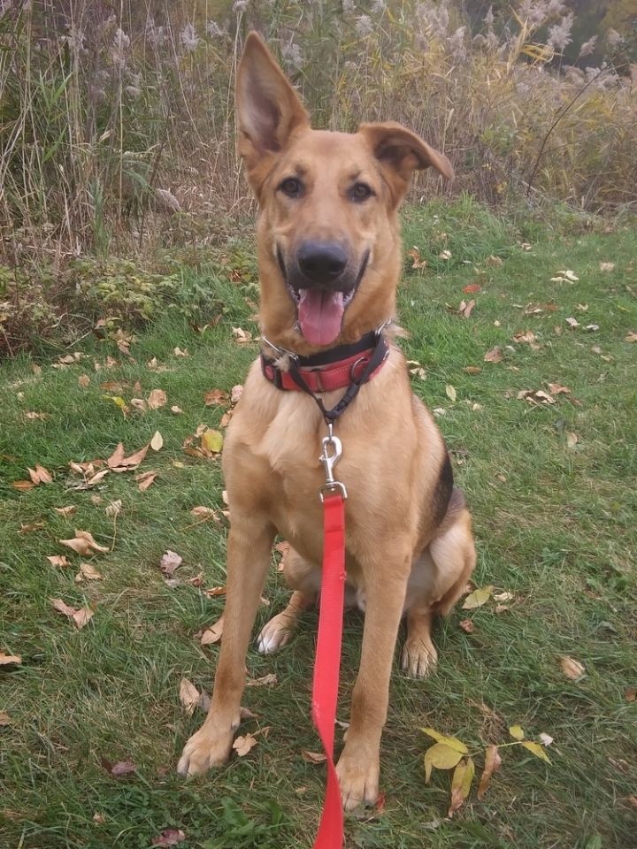 Remmy, an adoptable German Shepherd Dog in Suamico, WI_image-1