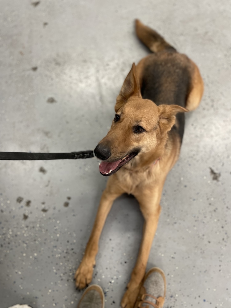 Remmy, an adoptable German Shepherd Dog in Suamico, WI, 54173 | Photo Image 2
