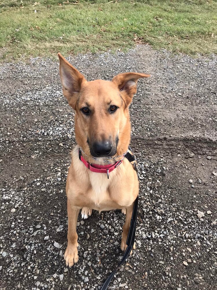Remmy, an adoptable German Shepherd Dog in Suamico, WI, 54173 | Photo Image 3