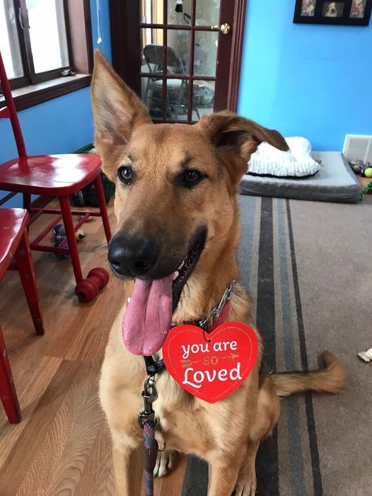 Remmy, an adoptable German Shepherd Dog in Suamico, WI, 54173 | Photo Image 4
