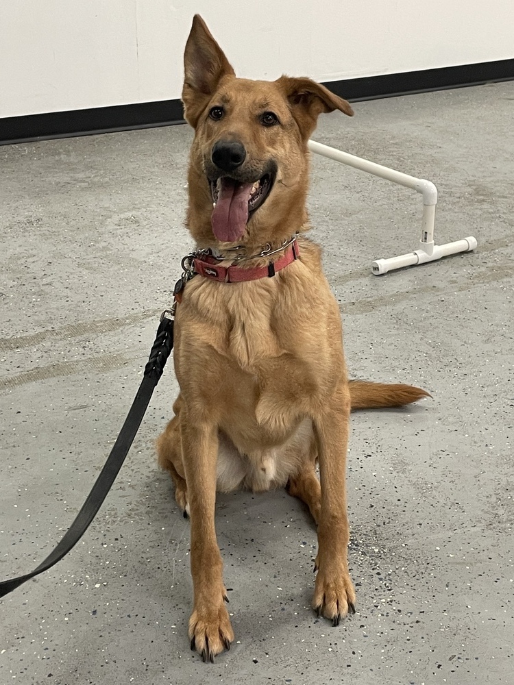 Remmy, an adoptable German Shepherd Dog in Suamico, WI, 54173 | Photo Image 6