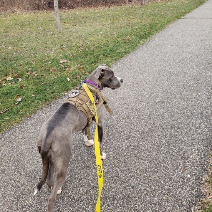 Bonnie Blue, an adoptable Pit Bull Terrier & Terrier Mix in Kentwood, MI_image-4