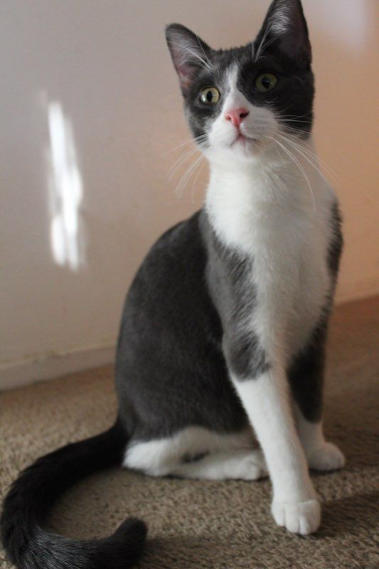Reynolds, an adoptable American Shorthair & Domestic Short Hair Mix in Mission Viejo, CA_image-3