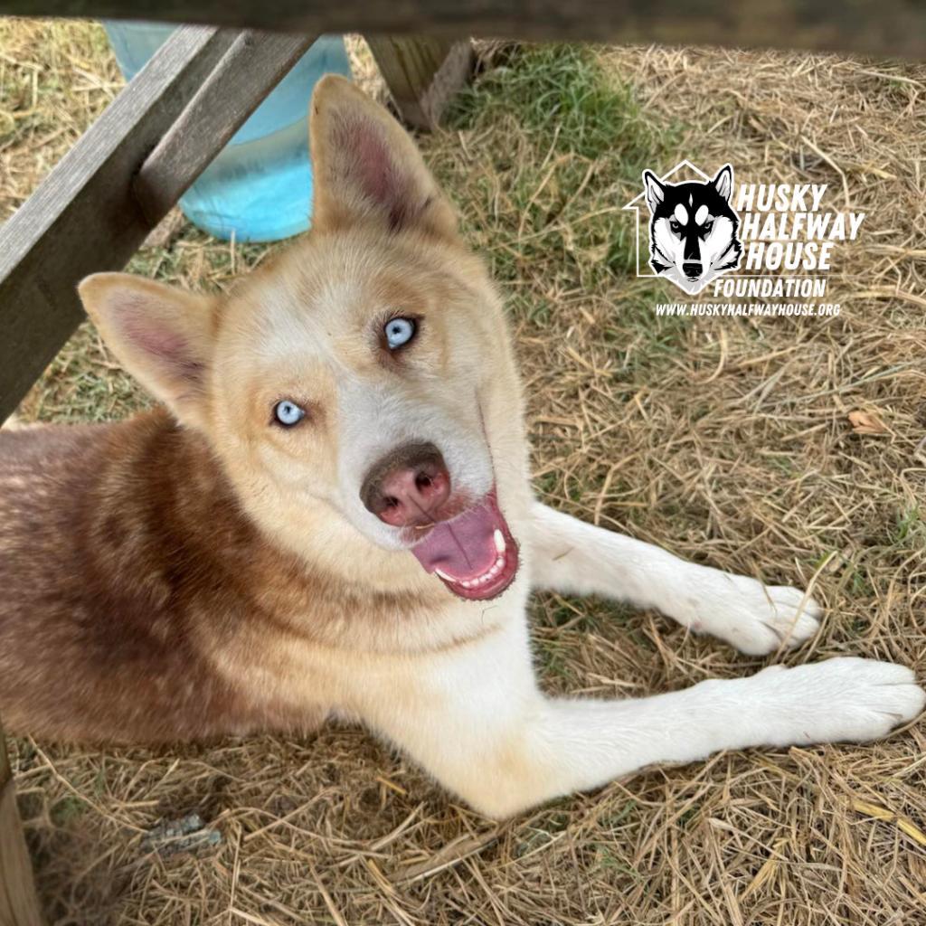 Gary, an adoptable Husky in Eufaula, OK, 74432 | Photo Image 1