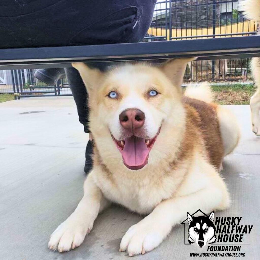 Gary, an adoptable Husky in Eufaula, OK, 74432 | Photo Image 2