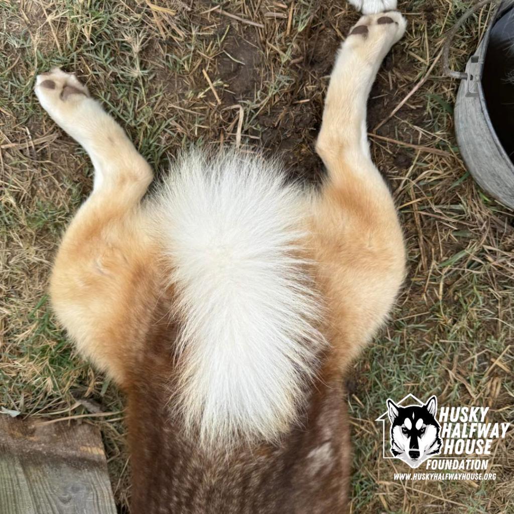 Gary, an adoptable Husky in Eufaula, OK, 74432 | Photo Image 3