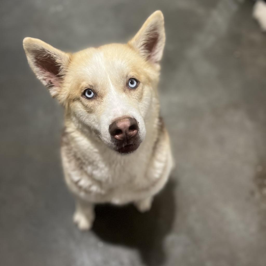 Gary, an adoptable Husky in Eufaula, OK, 74432 | Photo Image 4