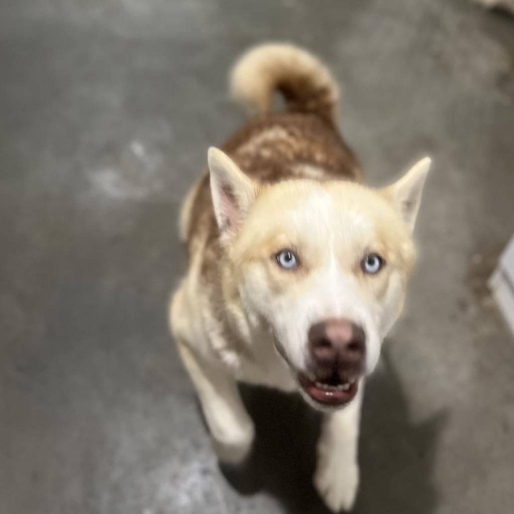 Gary, an adoptable Husky in Eufaula, OK, 74432 | Photo Image 5