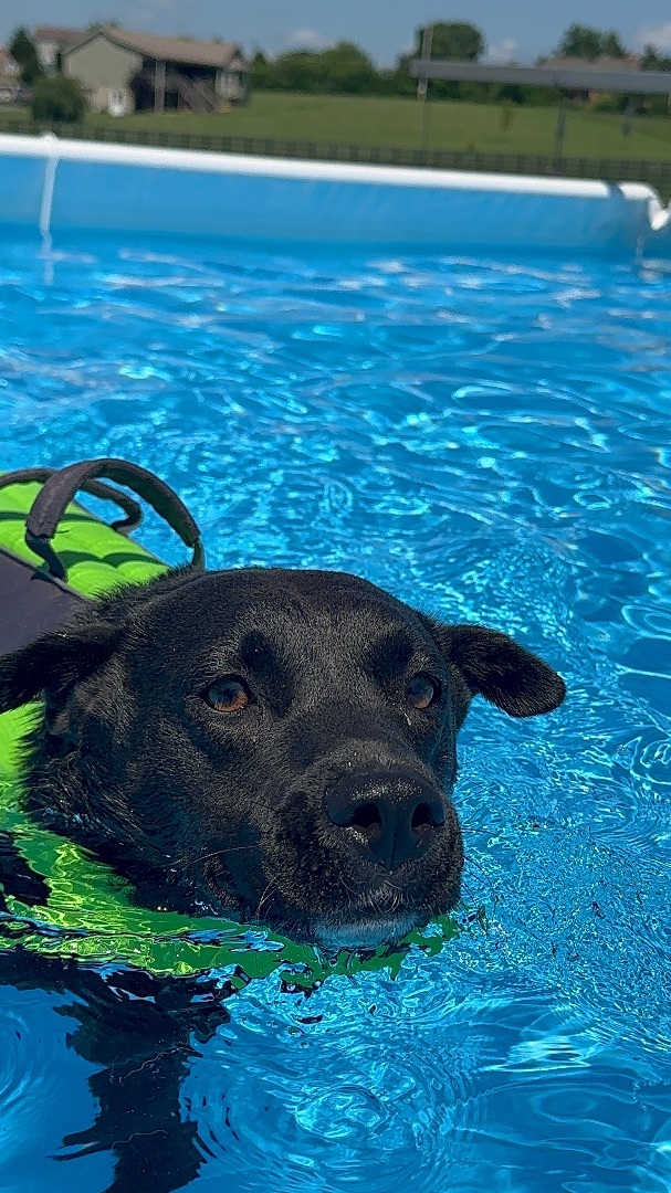 Dog for adoption - Roni, a Black Labrador Retriever & Shar-Pei Mix in ...