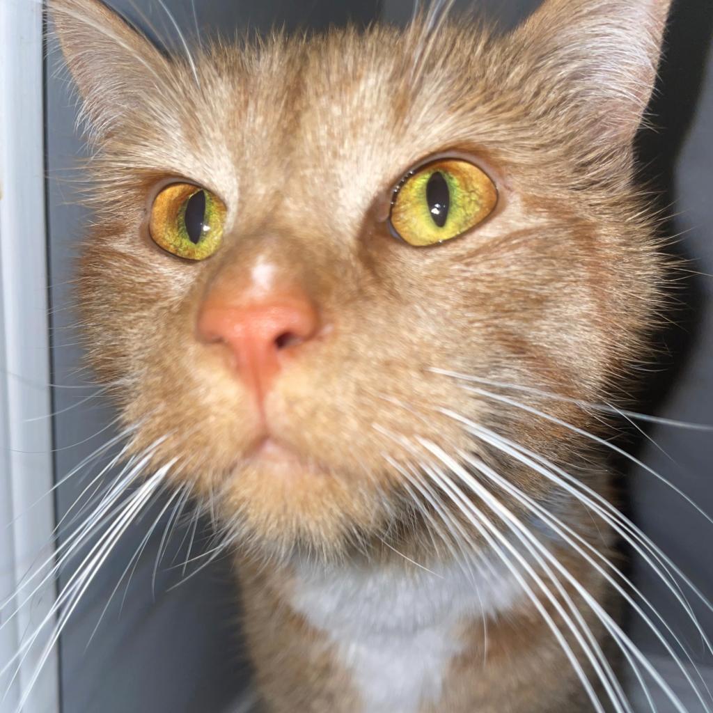 Hancock, an adoptable Domestic Short Hair in North Battleford, SK, S9A 2M7 | Photo Image 1