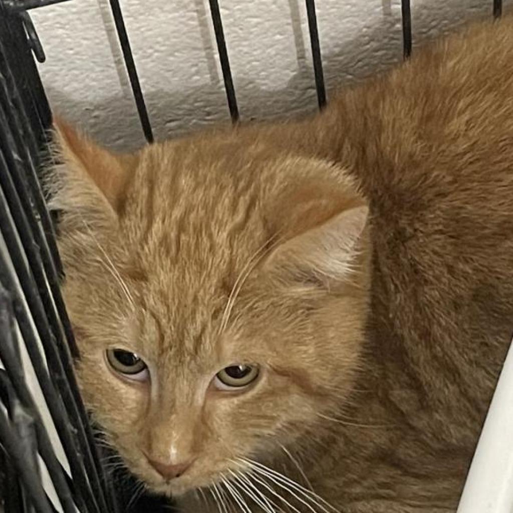 Hancock, an adoptable Domestic Short Hair in North Battleford, SK, S9A 2M7 | Photo Image 3