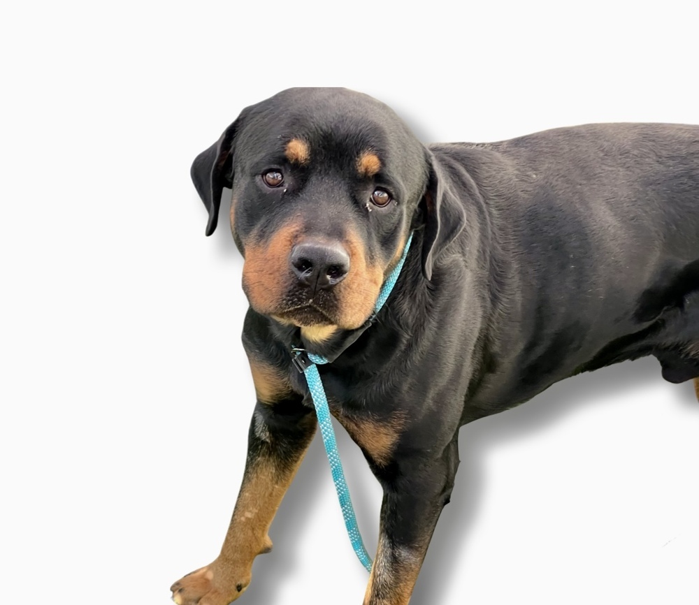 Flex, an adoptable Rottweiler in Gilbert, AZ, 85296 | Photo Image 1