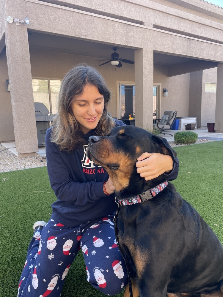 Flex, an adoptable Rottweiler in Gilbert, AZ, 85296 | Photo Image 2