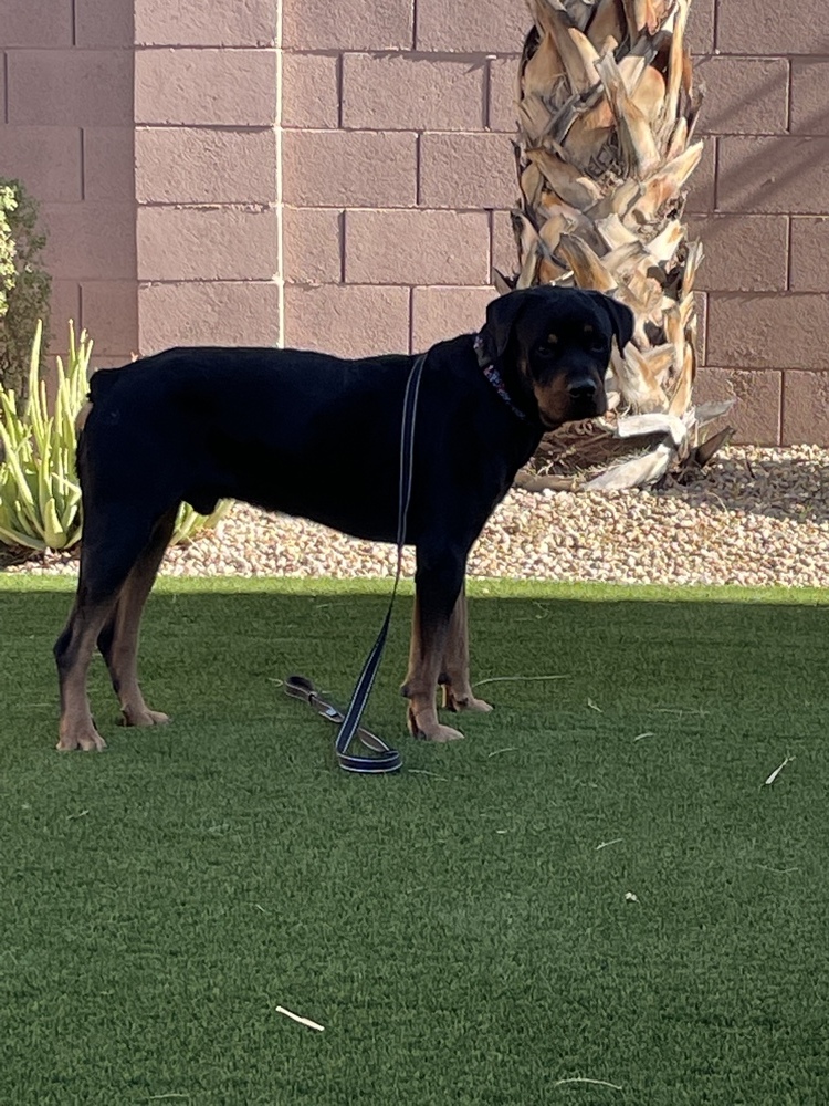 Flex, an adoptable Rottweiler in Gilbert, AZ, 85296 | Photo Image 3