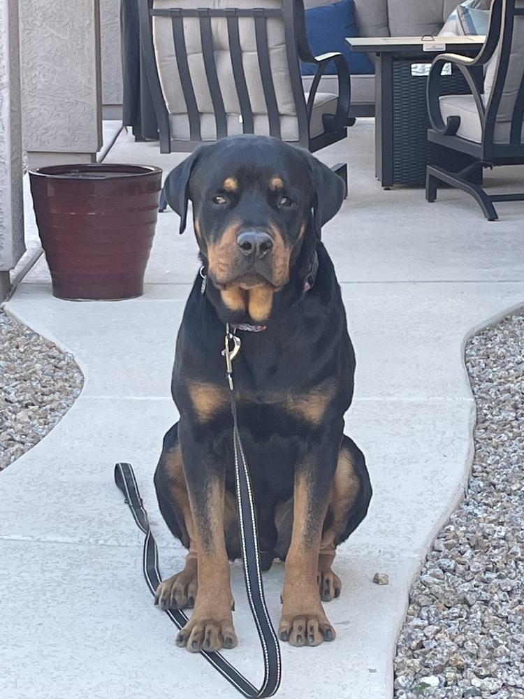 Flex, an adoptable Rottweiler in Gilbert, AZ, 85296 | Photo Image 4