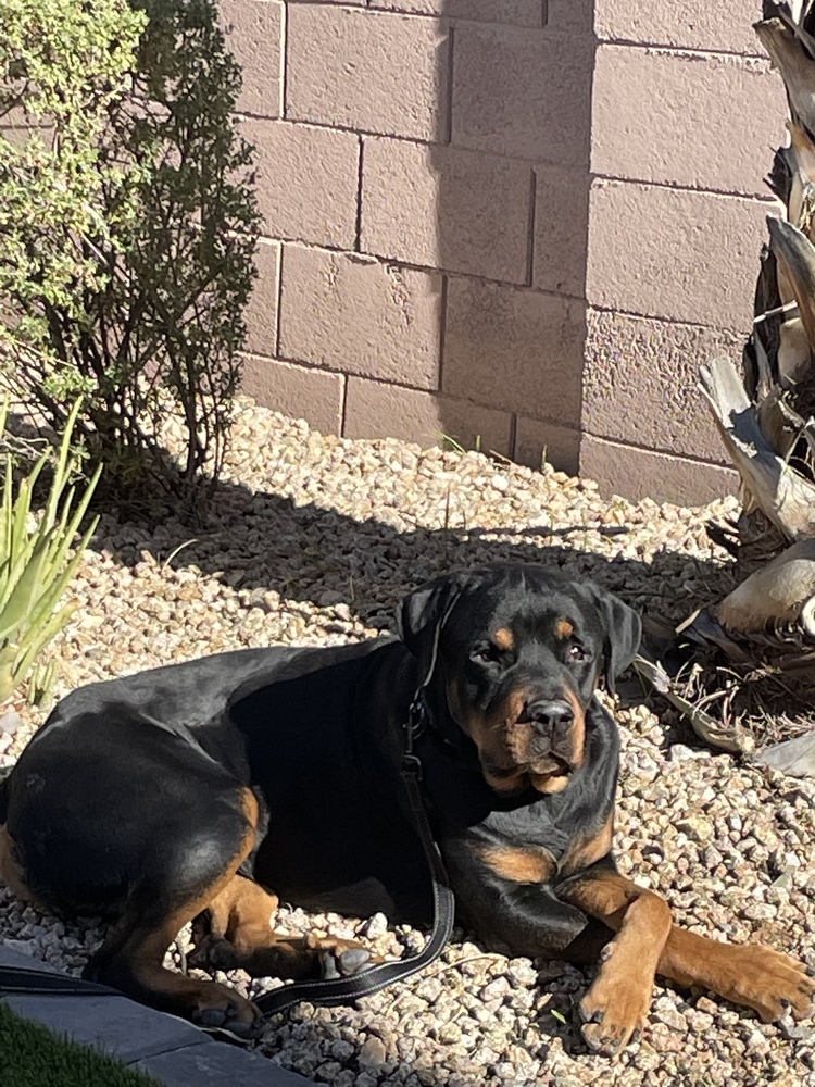 Flex, an adoptable Rottweiler in Gilbert, AZ, 85296 | Photo Image 5