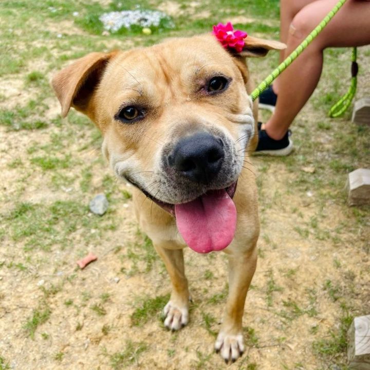 Honey Bee, an adoptable Labrador Retriever & Pit Bull Terrier Mix in Bethel, CT_image-4