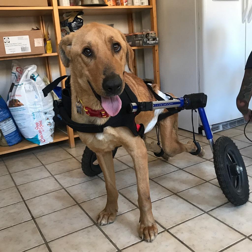 Naaji, an adoptable Labrador Retriever in Tehachapi, CA, 93561 | Photo Image 1