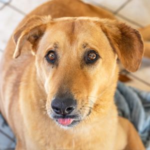 Naaji, Senior Male Labrador Retriever