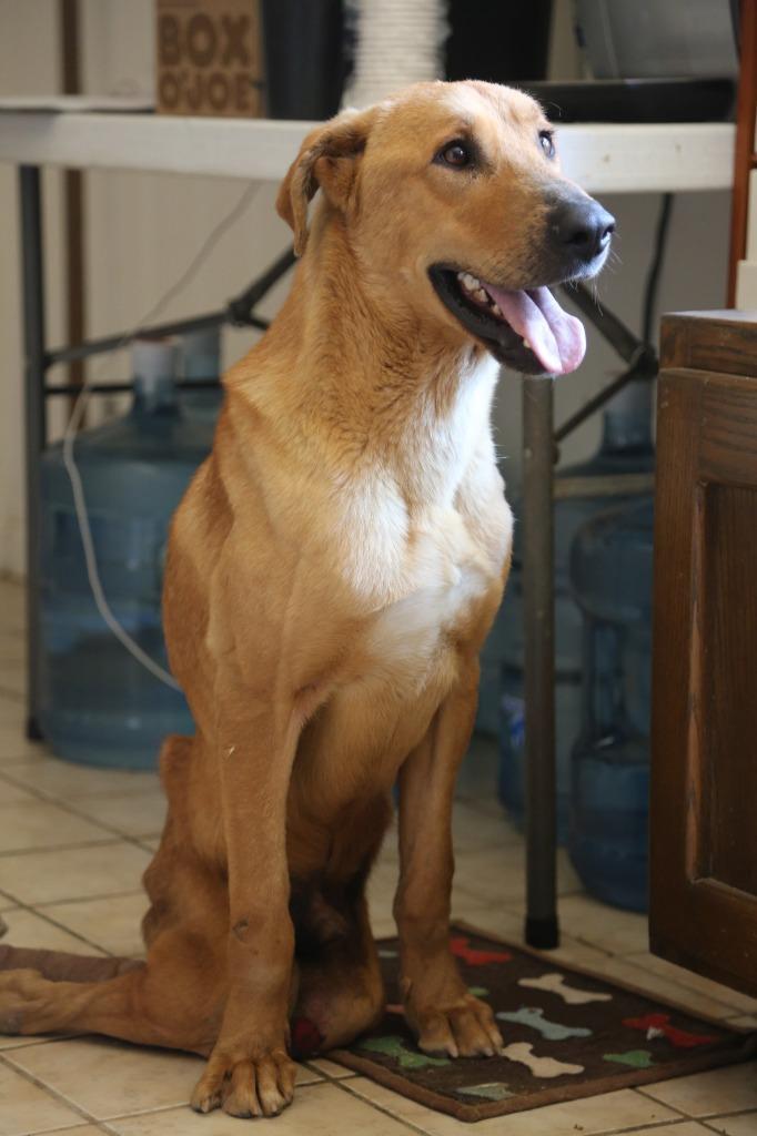 Naaji, an adoptable Labrador Retriever in Tehachapi, CA, 93561 | Photo Image 2