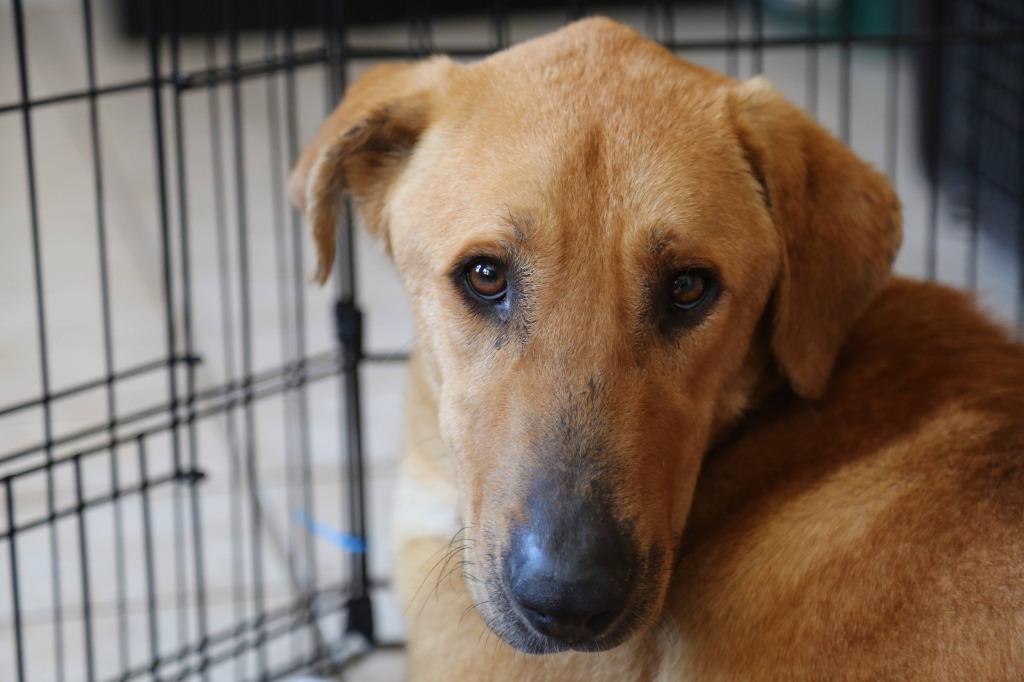 Naaji, an adoptable Labrador Retriever in Tehachapi, CA, 93561 | Photo Image 4