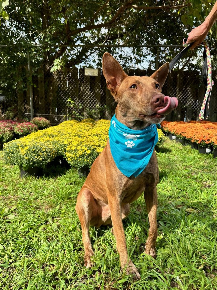 Pharaoh hound sales shepherd mix