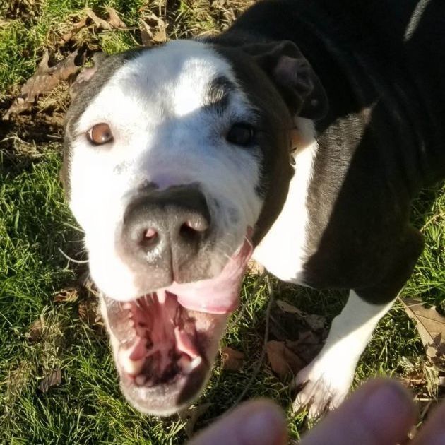 Dog for adoption Clove, a Mixed Breed in Saugerties, NY Petfinder