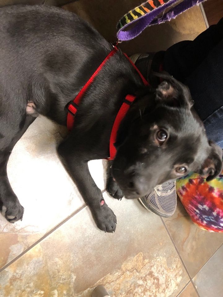Zorrow , an adoptable Black Labrador Retriever in Albuquerque, NM_image-1