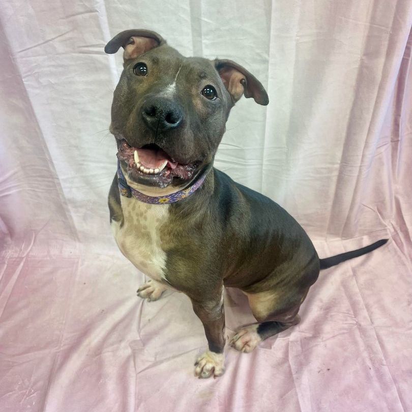 Teegan - St.Pitty's Special ($25), an adoptable Pit Bull Terrier, Bull Terrier in Waterloo, IA, 50703 | Photo Image 1