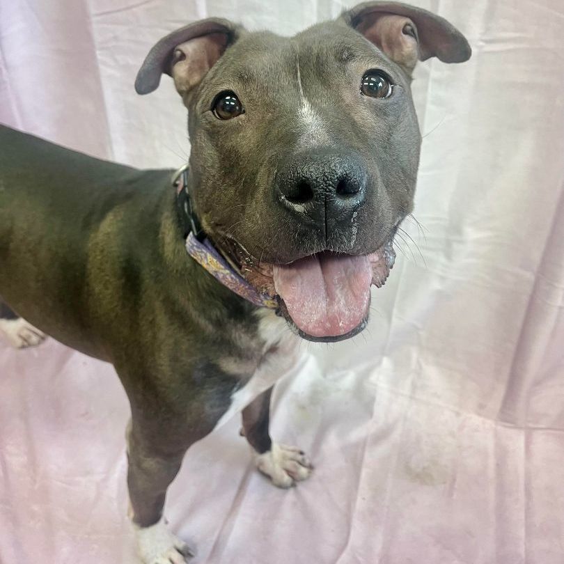 Teegan - St.Pitty's Special ($25), an adoptable Pit Bull Terrier, Bull Terrier in Waterloo, IA, 50703 | Photo Image 3