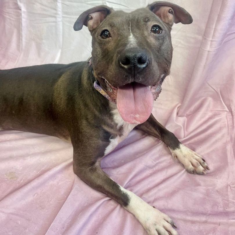 Teegan - St.Pitty's Special ($25), an adoptable Pit Bull Terrier, Bull Terrier in Waterloo, IA, 50703 | Photo Image 4