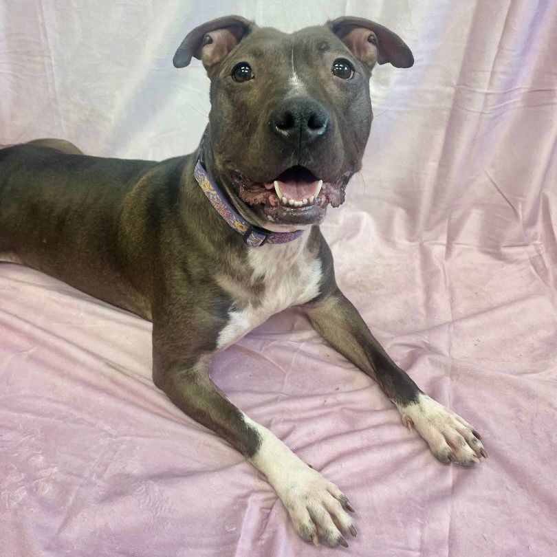 Teegan - St.Pitty's Special ($25), an adoptable Pit Bull Terrier, Bull Terrier in Waterloo, IA, 50703 | Photo Image 5