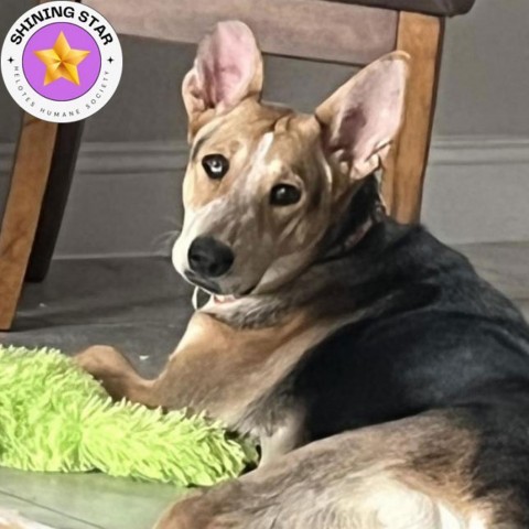 Ellie, an adoptable Australian Shepherd, Cattle Dog in San Antonio, TX, 78253 | Photo Image 1