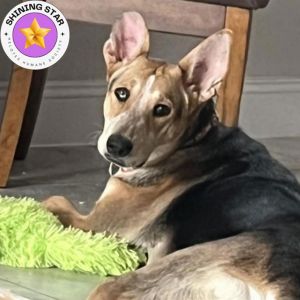 Ellie, Adult Female Australian Shepherd